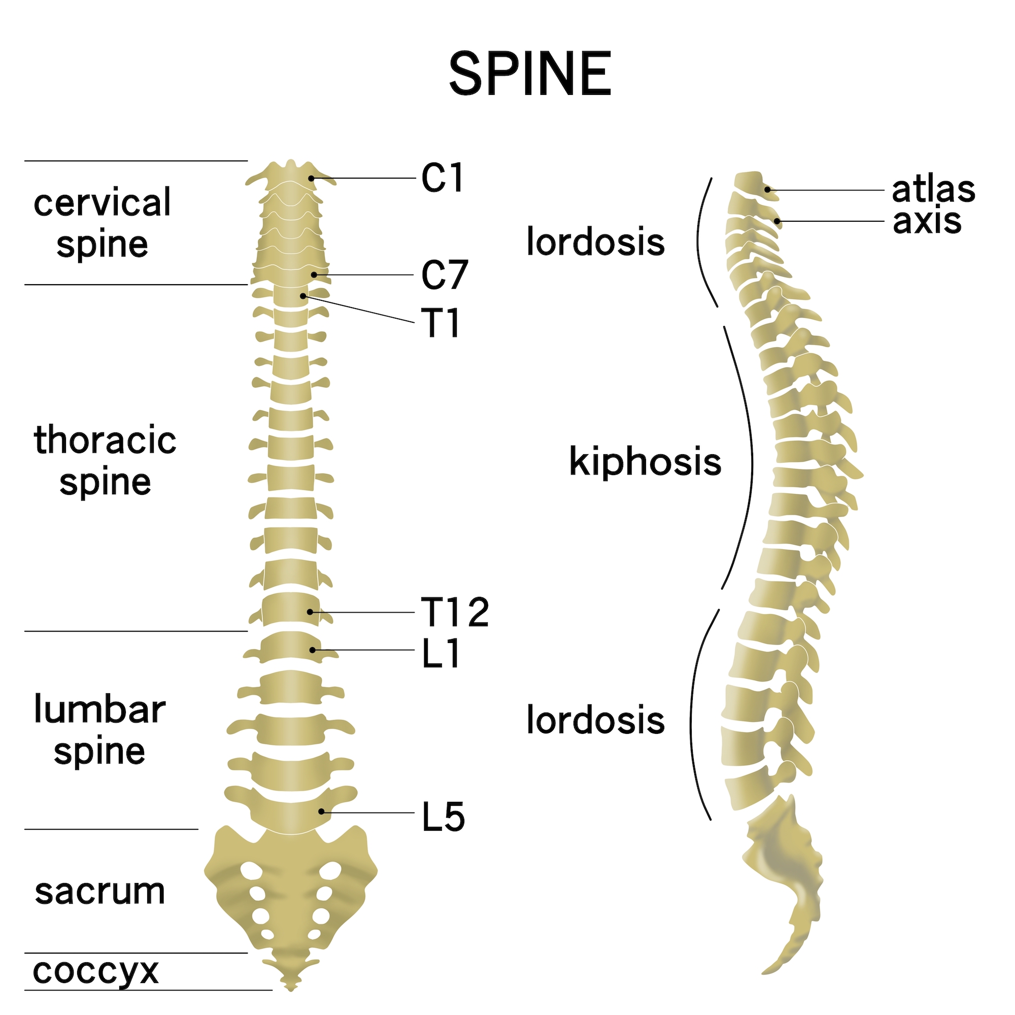 Illustration of the entire spine including cervical, thoracic, lumbar, sacral, and coccyx